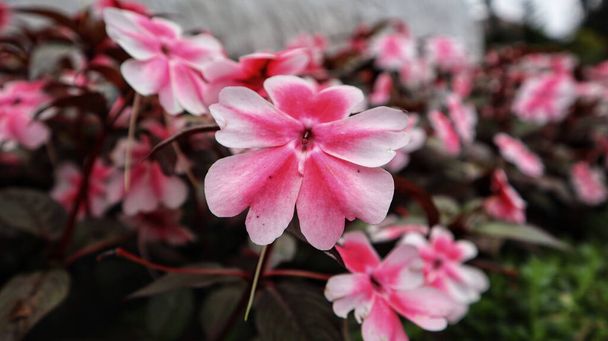 Hermosa Sunpatien impaciente flor rosa floreciendo en el jardín. - Foto, imagen