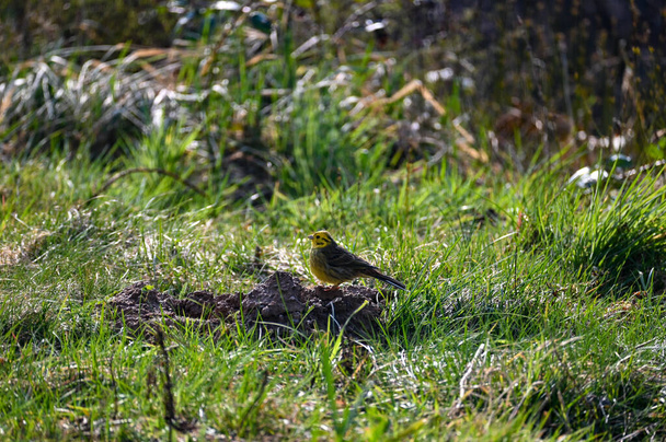 A Yellowhammer ( Emberiza citrinella ) bird foraging on a lawn in a garden - Photo, Image