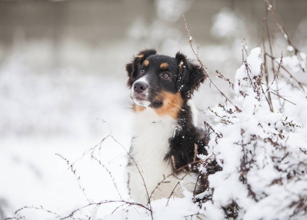 Little Australian Shepherd puppies playing in the snow - Photo, image
