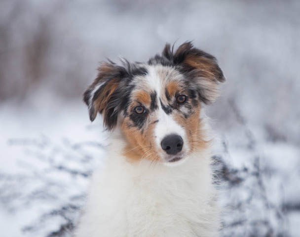 Little Australian Shepherd puppies playing in the snow - Photo, image