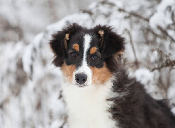 Little Australian Shepherd puppies playing in the snow - Photo, Image