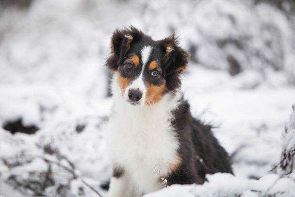 Little Australian Shepherd puppies playing in the snow - Photo, Image