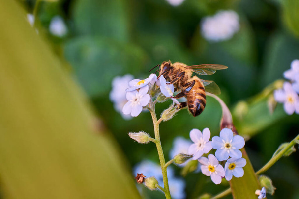Primer plano de la miel de abeja recogiendo néctar de azul Forget-Me-Not "Myosotis" flores sobre fondo borroso. - Foto, Imagen