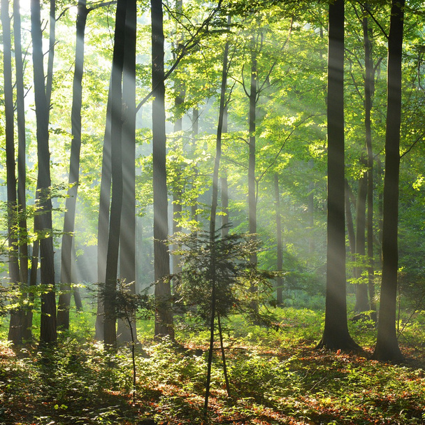 syksyaamuna metsässä - Valokuva, kuva