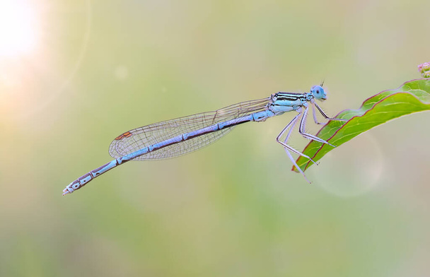 Dragonfly Coenagrion puella on meadow flower - Foto, Imagen