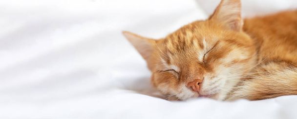 Un bel gatto dorme su una coperta bianca. Gatto zenzero. Animali. Bandiera. copia spazio - Foto, immagini