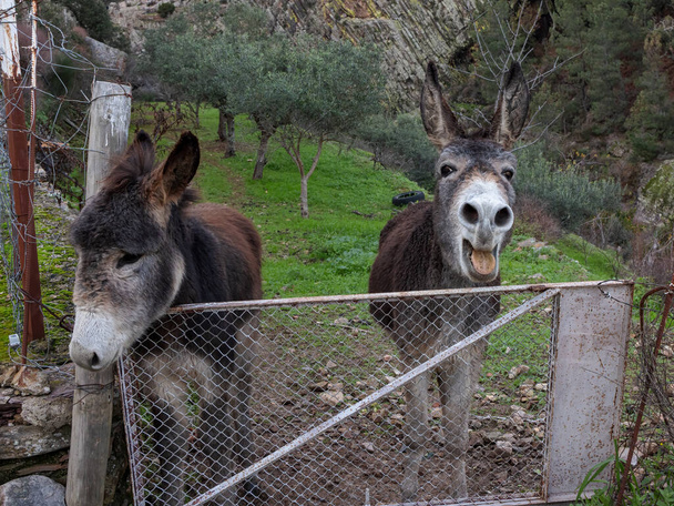 Deux ânes dans une oliveraie. - Photo, image