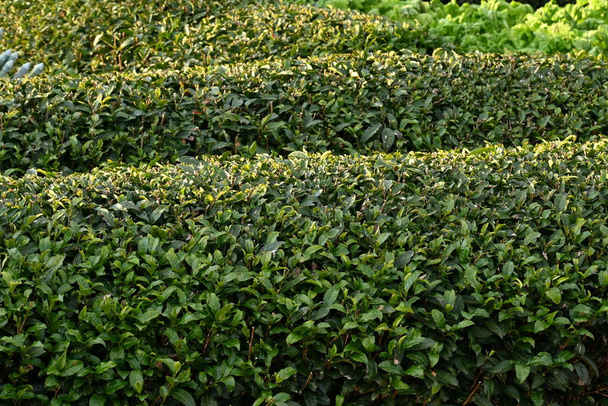 Cultivo de plantas de té. Las hojas se recogen y secan para hacer té verde o té negro.. - Foto, imagen