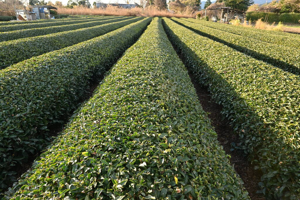 Cultivo de plantas de té. Las hojas se recogen y secan para hacer té verde o té negro.. - Foto, imagen