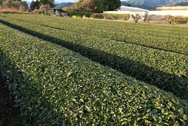 Tea plant cultivation. The leaves are picked and dried to make green tea or black tea. - Photo, Image