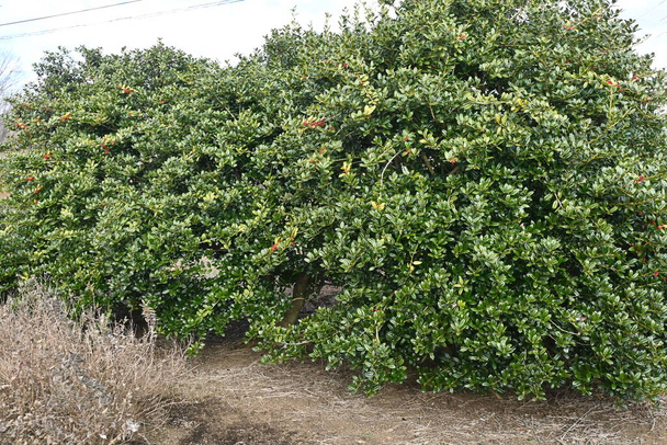Китайські ягоди. Aquifoliaceae dioecious evergreen tree Берези дозрівають червоним приблизно в грудні.. - Фото, зображення