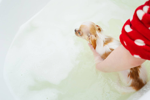 Pure bought dog. A chihuahua dog takes a bath with foam. - Photo, Image