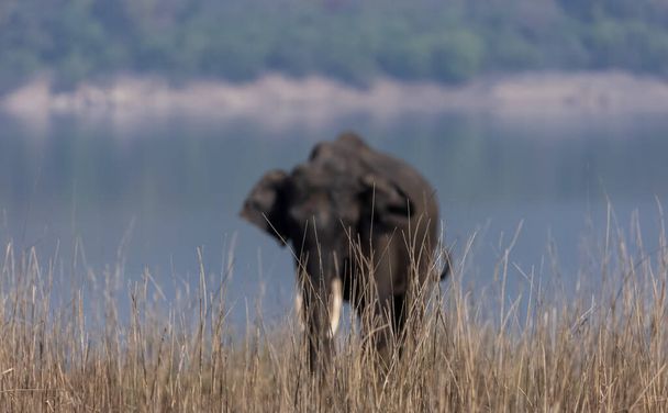 mannelijke olifant (Tusker) in het nationale park Jim Corbett - Foto, afbeelding