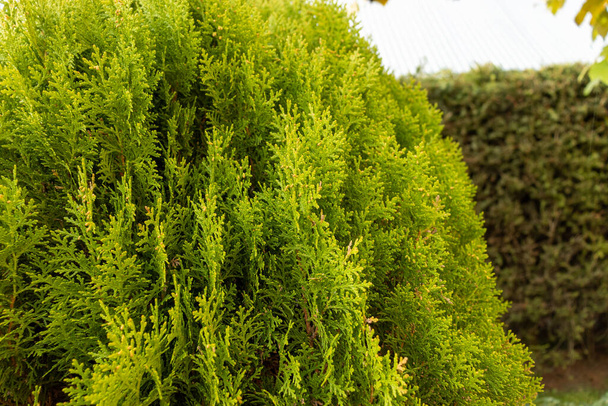 Immergrüne Pflanze im Garten. Grüner Thuja - Foto, Bild