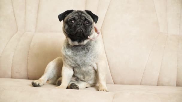 Ένα μικρό σκυλάκι κάθεται στον καναπέ και κοιτάζει αλλού. Φροντίδα για τα pugs, παλτό τους, πτυχώσεις, αυτιά και τα μάτια - Πλάνα, βίντεο