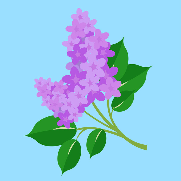 векторная иллюстрация красивых фиолетовых цветов - Вектор,изображение