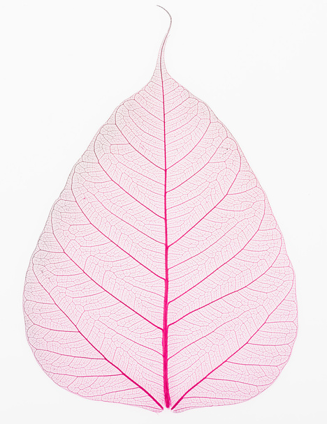 Oude en droge roze Pho blad detail - Foto, afbeelding