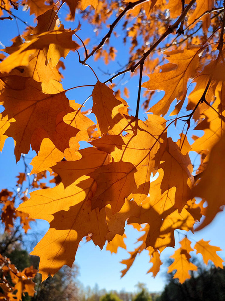 Keltaruskeat tammen lehdet oksalla keinuvat voimakkaasti tuulessa taustalla sininen taivas lähikuva. Aurinko paistaa kirkkaasti lehtien läpi. Luonnollinen tausta. Metsämetsä luontokausi syksyllä kausiluonteinen tausta - Valokuva, kuva