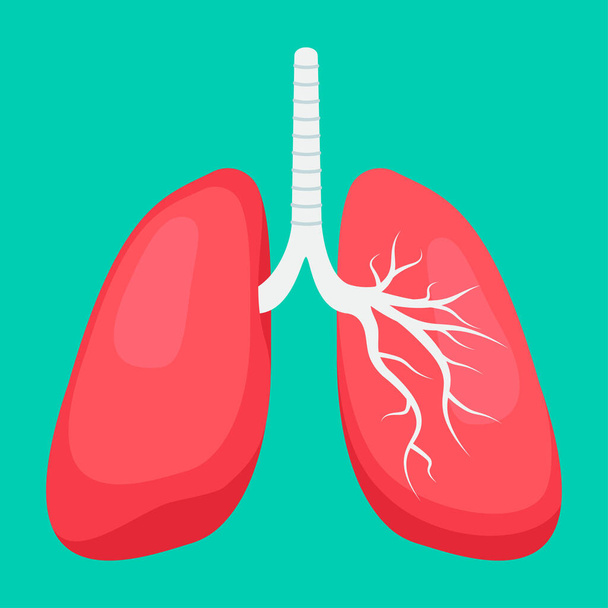 menselijke longen anatomie. illustratie. - Foto, afbeelding