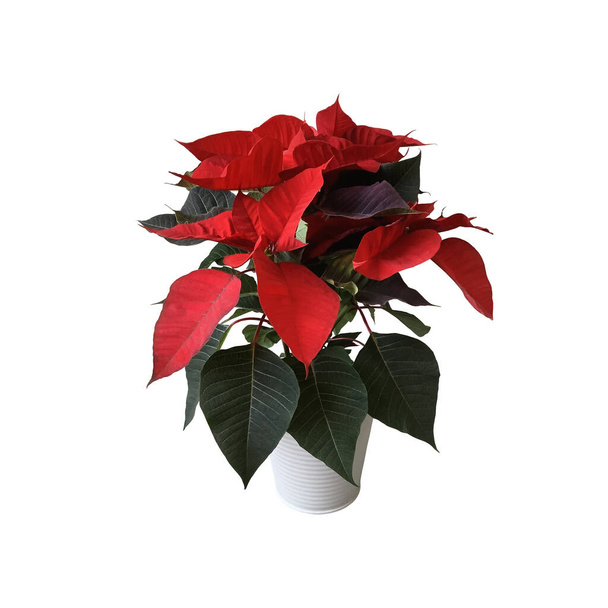 Fleur de Noël traditionnelle poinsettia rouge en pot objet découpé isolé, décoration saisonnière lumineuse pour les vacances d'hiver, chemin de coupe - Photo, image