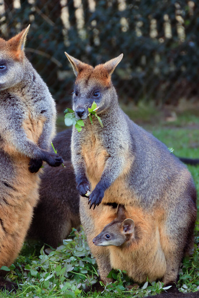 Ana bataklık valabisi - Wallabia bicolor - ökaliptüs yaprakları yiyor ve kesesinde bir kanguru ve Hollanda, Blijdorp hayvanat bahçesinde uyanık bir kanguru ile. Yüksek kalite fotoğraf - Fotoğraf, Görsel