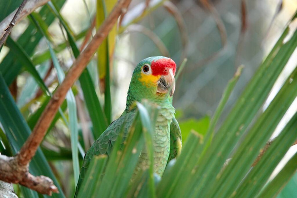 Portrait de la belle Amazone rouge au Mexique sur fond naturel vert derrière les feuilles de palmier. Photo de haute qualité - Photo, image