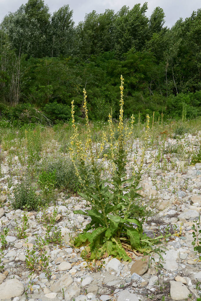 Verbascum thapsus sarı infloresans - Fotoğraf, Görsel