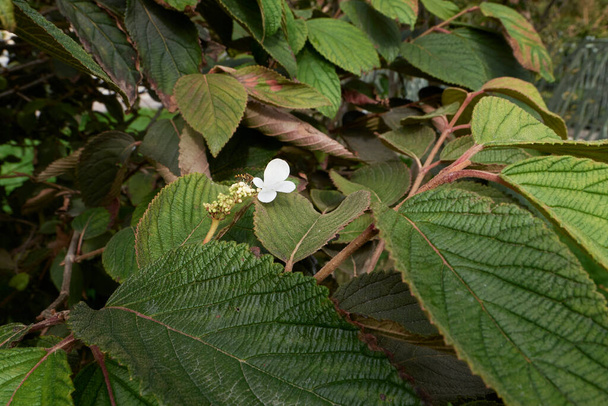 Viburnum lantana tak met vruchten - Foto, afbeelding