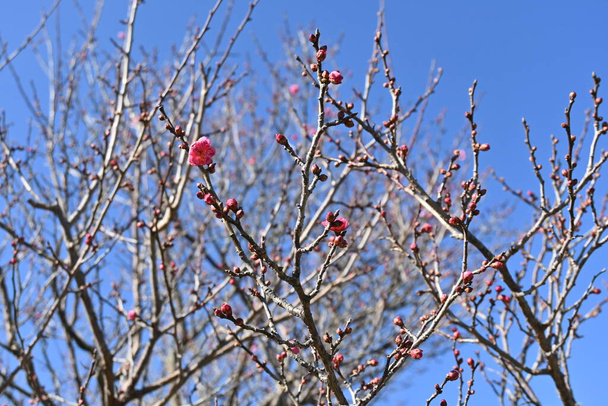Früh blühende Knospen und Blüten der Japanischen Marille (Ume) im Dezember, Japan. - Foto, Bild
