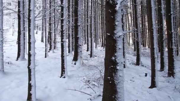 χιονισμένα δένδρα στο δάσος - Πλάνα, βίντεο