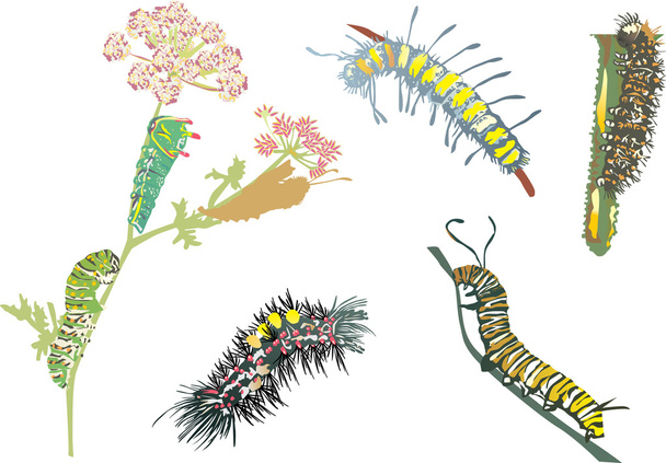 color caterpillar collection - Vector, Image