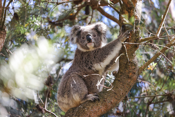 Коала, сидящая на гумпомощи в австралийском зоопарке - Фото, изображение