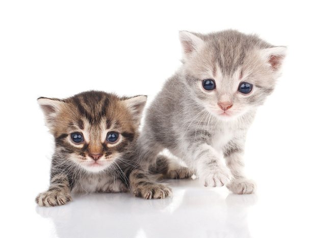 Dois gatinhos
  - Foto, Imagem