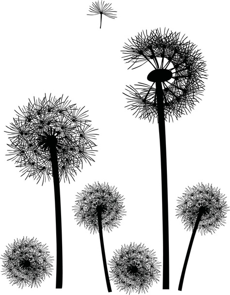 black dandelions on white - Vector, Image