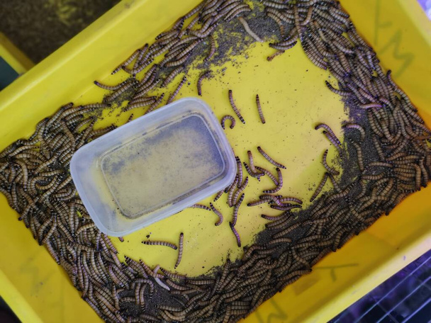 πλαστικά δοχεία γεμάτα από πολλά ζωντανά σκουλήκια γεύμα - Φωτογραφία, εικόνα