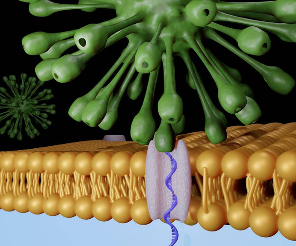 Transferencia de ADN por el virus a través de membrana de bicapa lipídica 3d rendering - Foto, Imagen