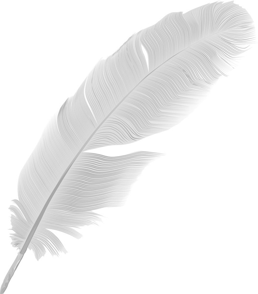 illustration with detailed feather - Vector, Image