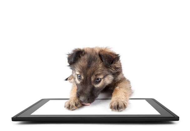 Little dog lies on the tablet - Фото, изображение