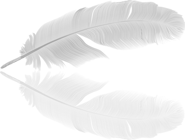 detailed light feather and reflection - Vector, Image