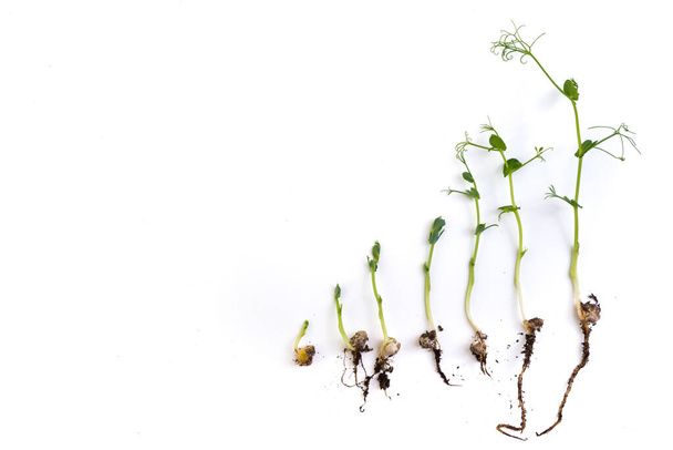 エンドウ豆の植物の成長段階は平らで白に隔離され - 写真・画像