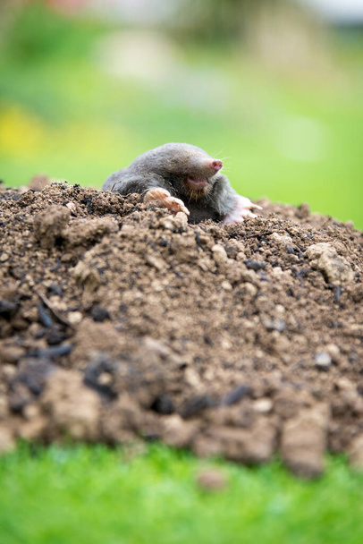 Topo europeo arrastrándose fuera de molehill sobre el suelo, mostrando fuertes pies delanteros utilizados para cavar túneles subterráneos - Foto, Imagen