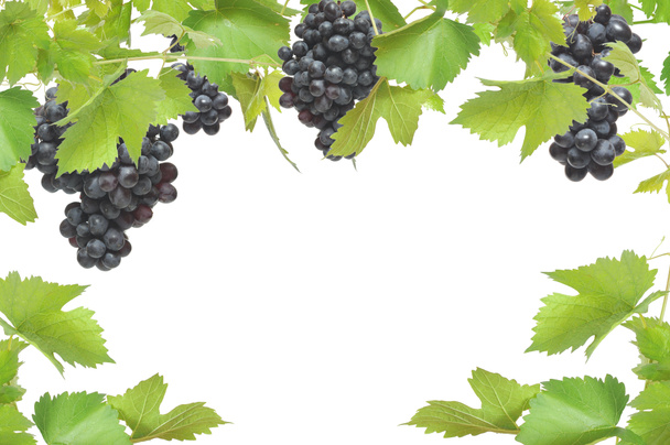 Fresh grapevine frame with black grapes, isolated on white background - Photo, Image