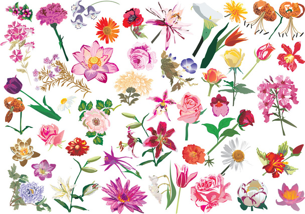 large collection with flowers - Vector, Image
