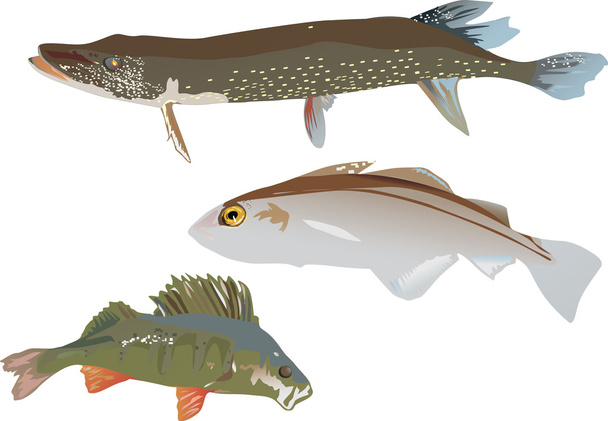 три рыбы на белом
 - Вектор,изображение
