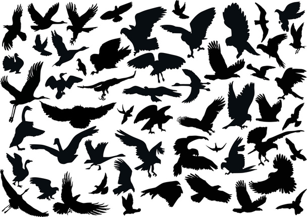 fifty four bird silhouettes - Vector, Image
