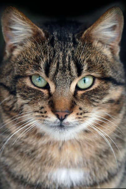 灰色の野生の猫の肖像 - 写真・画像