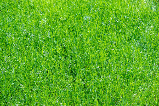 vzor zelené trávy v zahradě - Fotografie, Obrázek