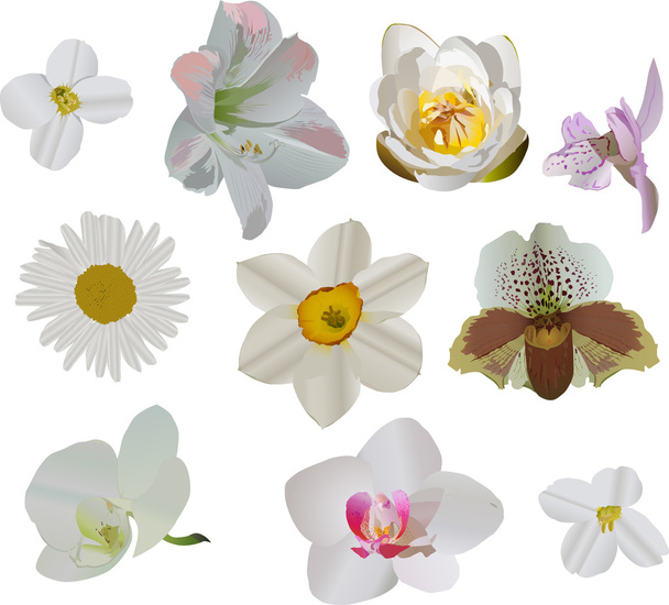 иллюстрация коллекции белых цветов
 - Вектор,изображение
