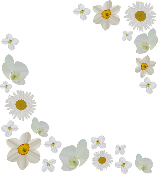 Cornice fiori bianchi
 - Vettoriali, immagini