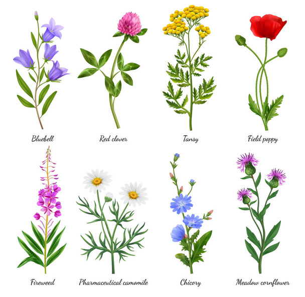 Realistische Wildblumen-Ikonen mit blühendem Mohn und Kamille als Vektorillustration - Vektor, Bild